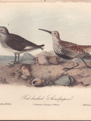 L332 Red-backed Sandpiper