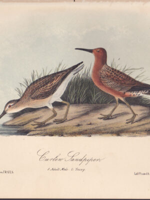 L333 Curlew Sandpiper