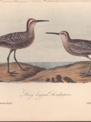 L334 Long-legged Sandpiper