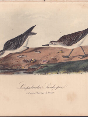 L336 Semipalmated Sandpiper