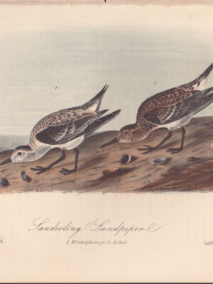 L338 Sanderling Sandpiper