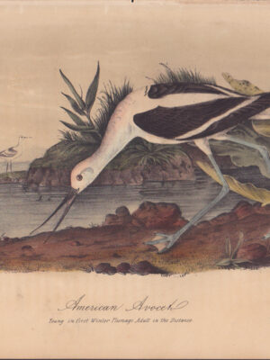 L353 American Avocet