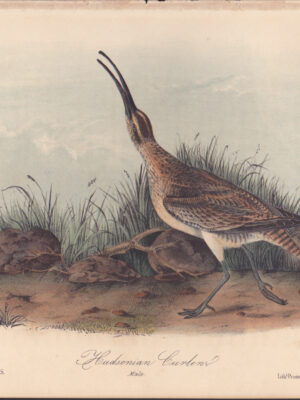 L356 Hudsonian Curlew