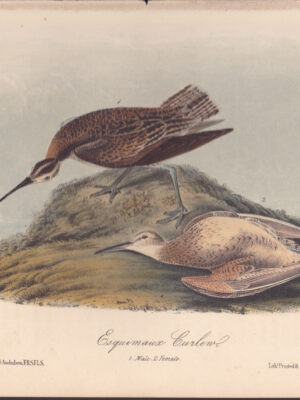 L357 Esquimaux Curlew