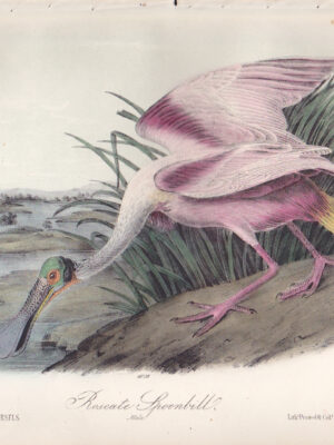 L362 Roseate Spoonbill