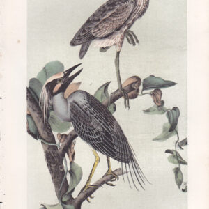 L364 Yellow-crowned Night Heron