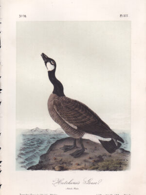 L377 Hutchins’ Goose