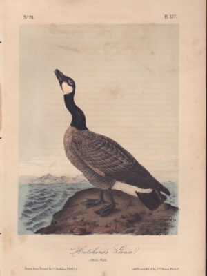 L377d Hutchins’ Goose