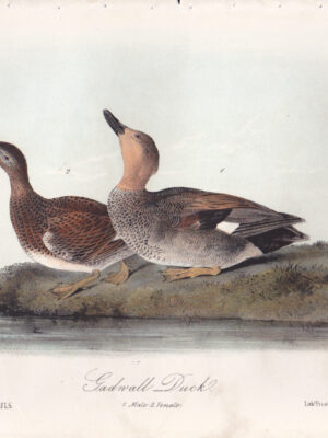 L388 Gadwall Duck