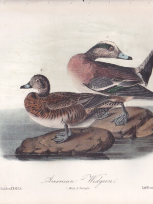 L389 American Widgeon