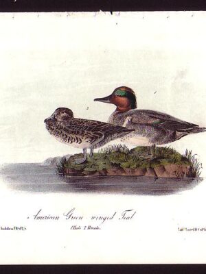 L392 American Green-winged Teal