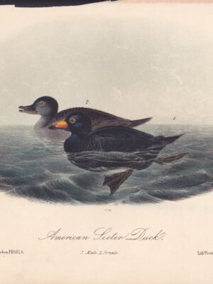 L403 American Scoter Duck