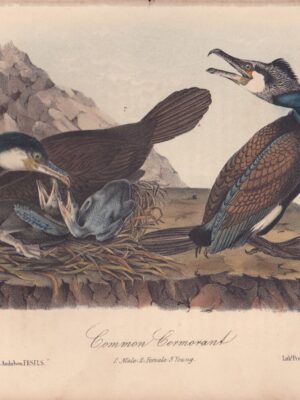 L415 Common Cormorant