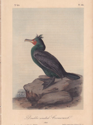 L416 Double-crested Cormorant