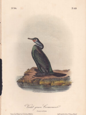 L419 Violet-green Cormorant