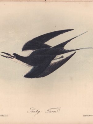 L432 Sooty Tern