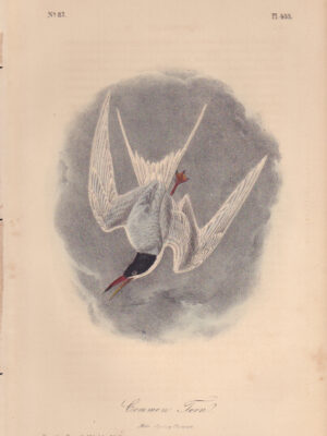 L433 Common Tern