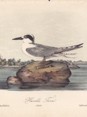 L434 Havell’s Tern