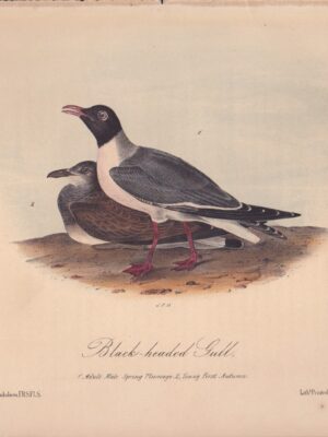 L443 Black-headed Gull