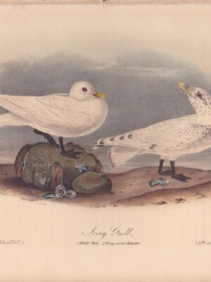 L445 Ivory Gull