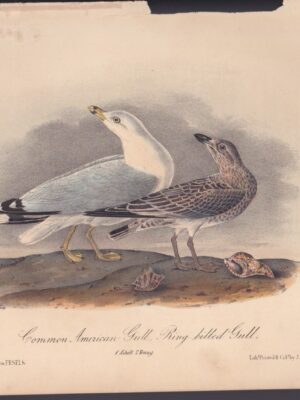 L446 Common American Gull