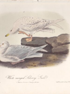 L447 White-winged Silvery Gull