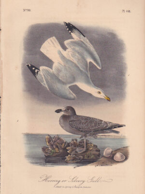 L448 Herring or Silvery Gull