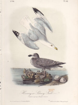 L448d Herring or Silvery Gull