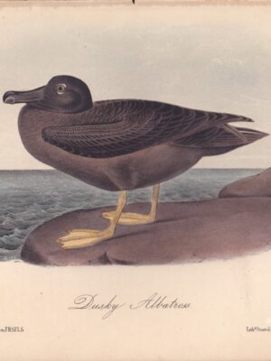 L454 Dusky Albatross