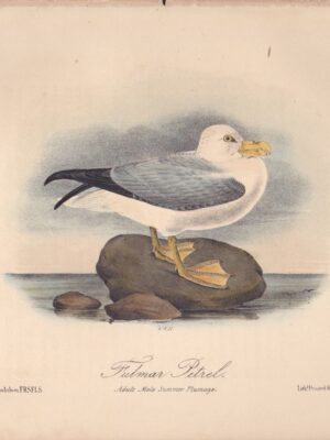 L455 Fulmar Petrel