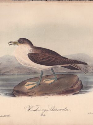 L456 Wandering Shearwater