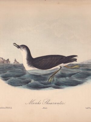 L457 Manks Shearwater