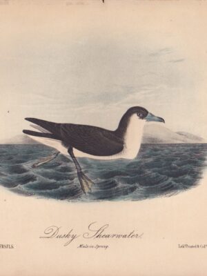 L458 Dusky Shearwater