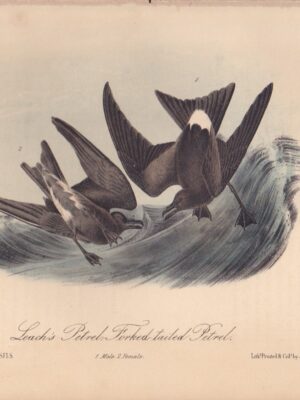 L459 Leach’s Petrel