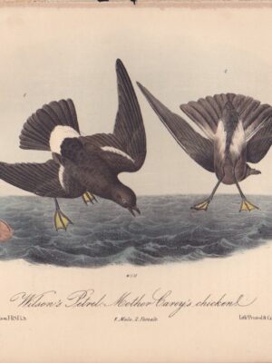 L460 Wilson’s Petrel