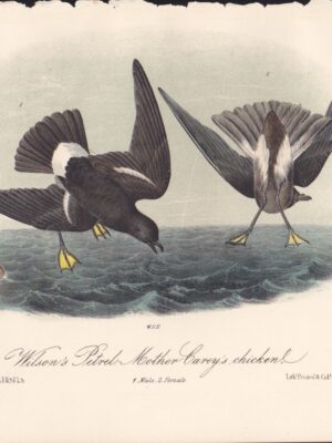 L460d Wilson’s Petrel