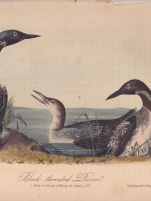 L477 Black-throated Diver