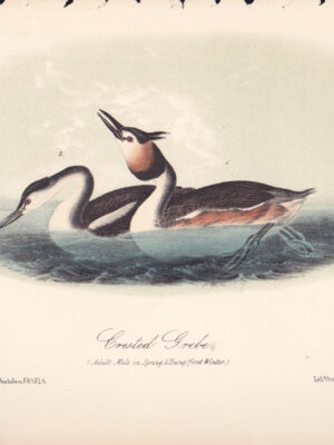 L479 Crested Grebe