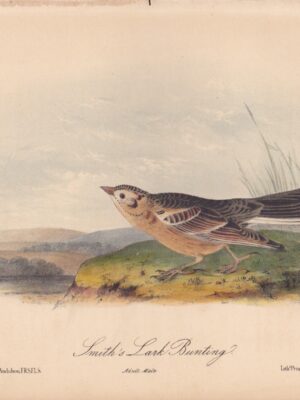 L487 Smith’s Lark Bunting