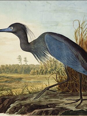 PL 307 Little Blue Heron