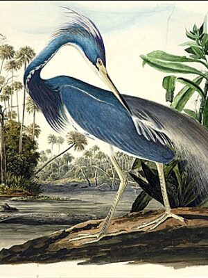 PL 217 Louisiana Heron