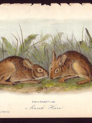 PL 18 Marsh Hare