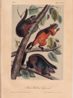 PL 38 Red Bellied Squirrel