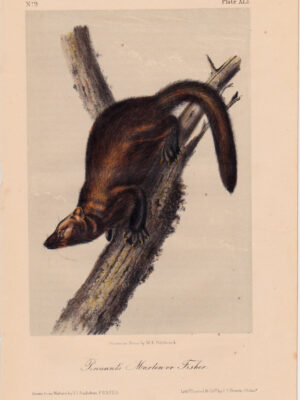 PL 41 Pennant’s Marten