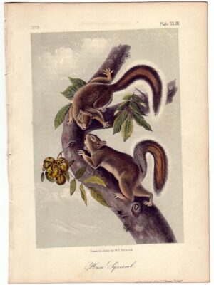 PL 043 Hare Squirrel