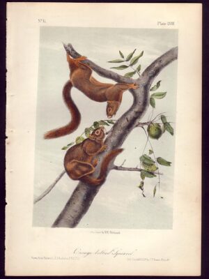 PL 058 Orange-bellied Squirrel