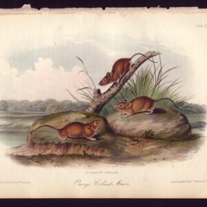 PL 095 Orange Colored Mouse