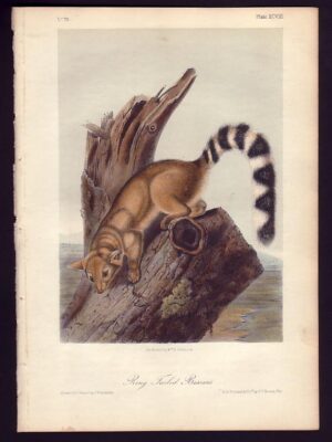 PL 098 Ring Tailed Bassaris