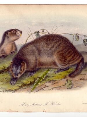 PL 103 Hoary Marmot