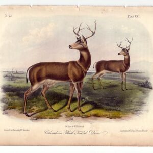 PL 106 Columbian Black Tailed Deer